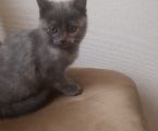 Віддам кошеня 4