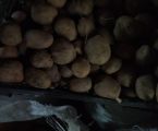 Цибуля, морква, картопля 1