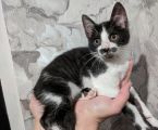 Віддамо кіточку 3