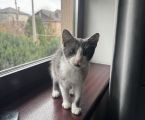 Віддам кошеня котика кіт 1