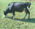 Корова 3