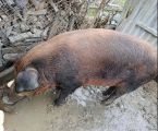 Свиня жива вага 2