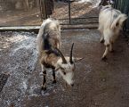 Тварини кози качки 4