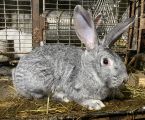 Кролики м. Калуш 1