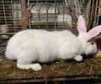 Кролики м. Калуш 2