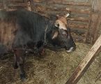 Добра корова продається 2