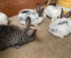 Кріличку і кроленят 2