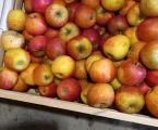 Яблука домашні 2