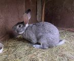 Кролики 1