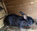 Кролики 2