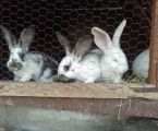 Кроленята від великого кроля Фландер 6