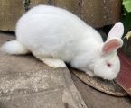 Кролики 3