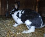 Кролички і кролі 6