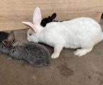 Кроликів 7