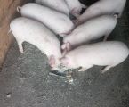 Поросята 3