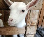 3-х місячна козичка від гарних зааненських кіз. 2