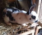 Продається здорова кролиця віком 7 місяців 1