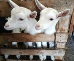 3-х місячна козичка від гарних зааненських кіз. 3