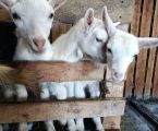 3-х місячна козичка від гарних зааненських кіз. 1