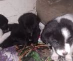 Віддам цуценят 2