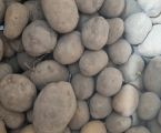 Картопля домашня велика і дрібна 1