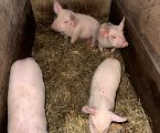 Поросята домашнього годування 3