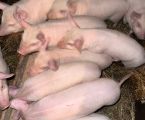 Поросята домашнього годування 1
