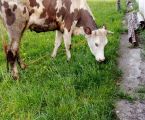 Продається корова 2
