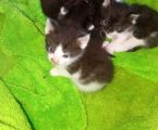 Віддам Котиків у добрі руки 4
