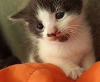 Віддам Котиків у добрі руки 2