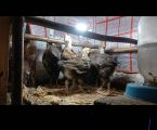 Лівенська ситцева 1