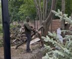 🌳 Обрізка дерев та пересадка рослин 🌳 1