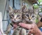 Віддам кошенят в добрі руки 1