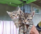 Віддам кошенят в добрі руки 2