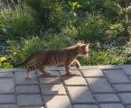 Віддам кошенят в добрі руки 3