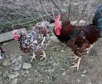 Лівенська ситцева 2