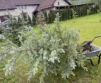 🌳 Обрізка дерев та пересадка рослин 🌳 2
