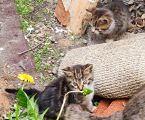 Безкоштовно маленькі котенятка 5