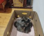 Віддам кошенят до добрих господарів 6