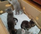 Віддам кошенят до добрих господарів 5