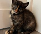 Віддам котиків безкоштовно 4