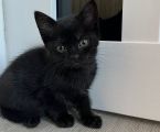 Віддам котиків безкоштовно 5