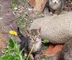 Безкоштовно маленькі котенятка 4
