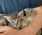 Віддам кошенят до добрих господарів 3