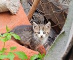 Безкоштовно маленькі котенятка 6
