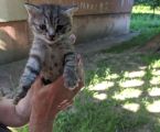 Віддамо кошенятко 2
