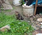 Безкоштовно маленькі котенятка 7