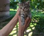 Віддамо кошенятко 1