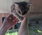 Віддамо кошенятко 3
