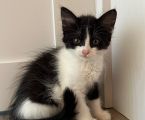 Віддам котиків безкоштовно 1